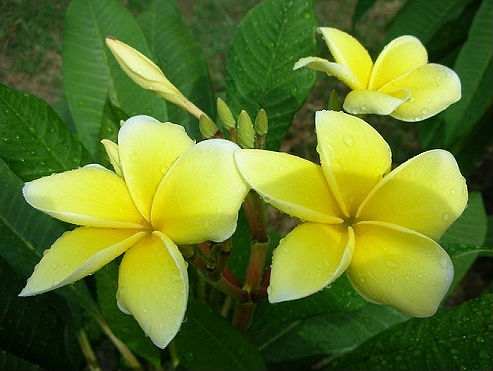 (image for) Plumeria Yellow Gold (6 Seeds)